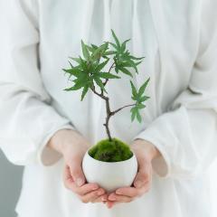 �yCUPBON/�J�b�v�{���z���M�t���~�W