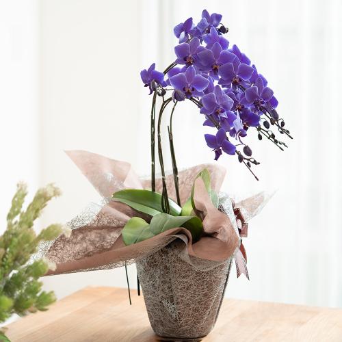 Blue Gene�i�u���[�W�[���j3�{����2
