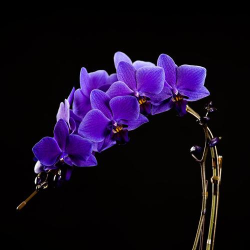 Blue Gene�i�u���[�W�[���j3�{����3