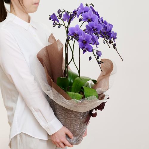 Blue Gene�i�u���[�W�[���j3�{����4