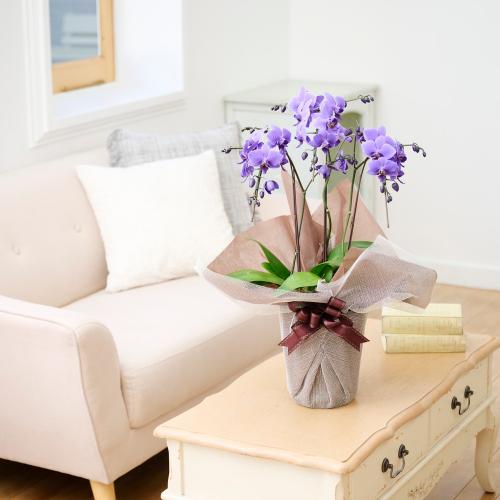 Blue Gene�i�u���[�W�[���j3�{����5