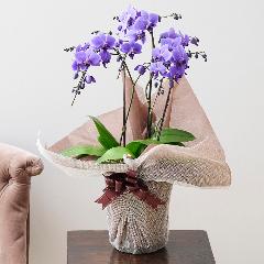 Blue Gene�i�u���[�W�[���j3�{����