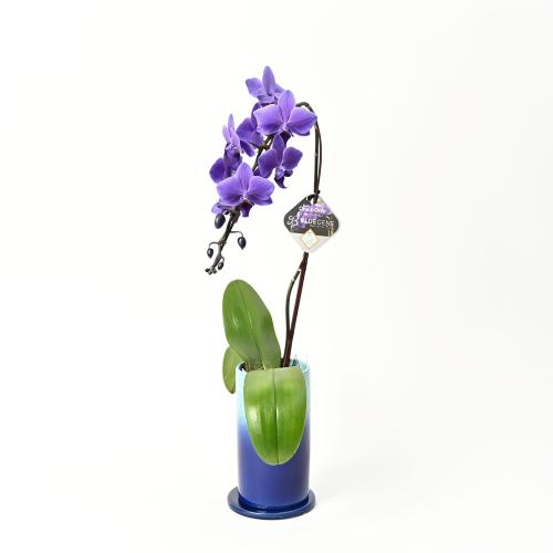 Blue Gene�i�u���[�W�[���j1�{����3