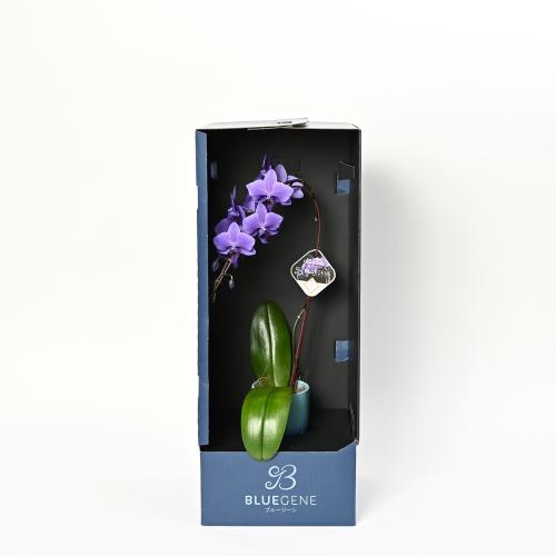 Blue Gene�i�u���[�W�[���j1�{����5