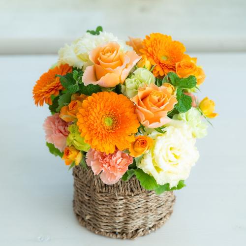 �v���ɂ��܂��� �A�����W�����g�u���F�E�I�����W�n�v5,500�~2