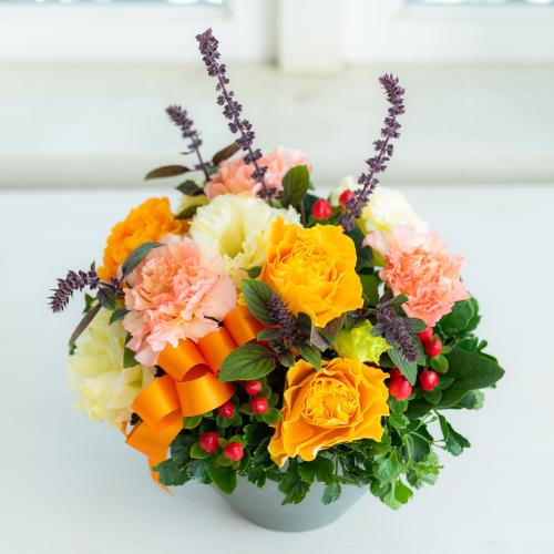 �v���ɂ��܂��� �A�����W�����g�u���F�E�I�����W�n�v5,500�~3
