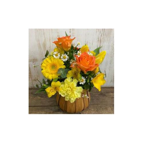 �v���ɂ��܂��� �A�����W�����g�u���F�E�I�����W�n�v5,500�~4