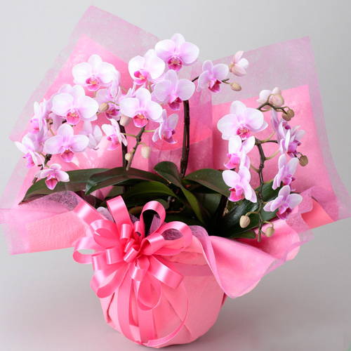 �~�f�B�Ӓ����i�s���N�j