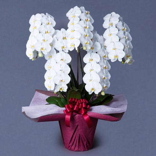 �Ӓ����i���j�@5���~