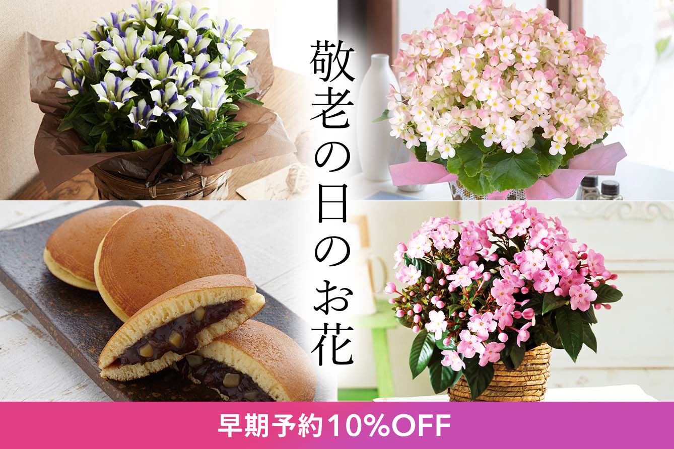�h�V�̓��t�����[�M�t�g�����\��L�����y�[��