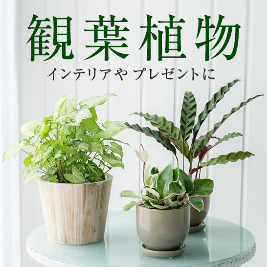 �ϗt�A��