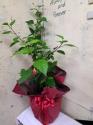 �t�H�g�M�������[�摜