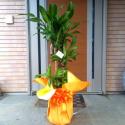 �t�H�g�M�������[�摜