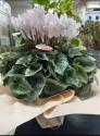�t�H�g�M�������[�摜