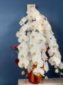 �t�H�g�M�������[�摜